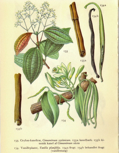 Black Orchid Vanilla Tea